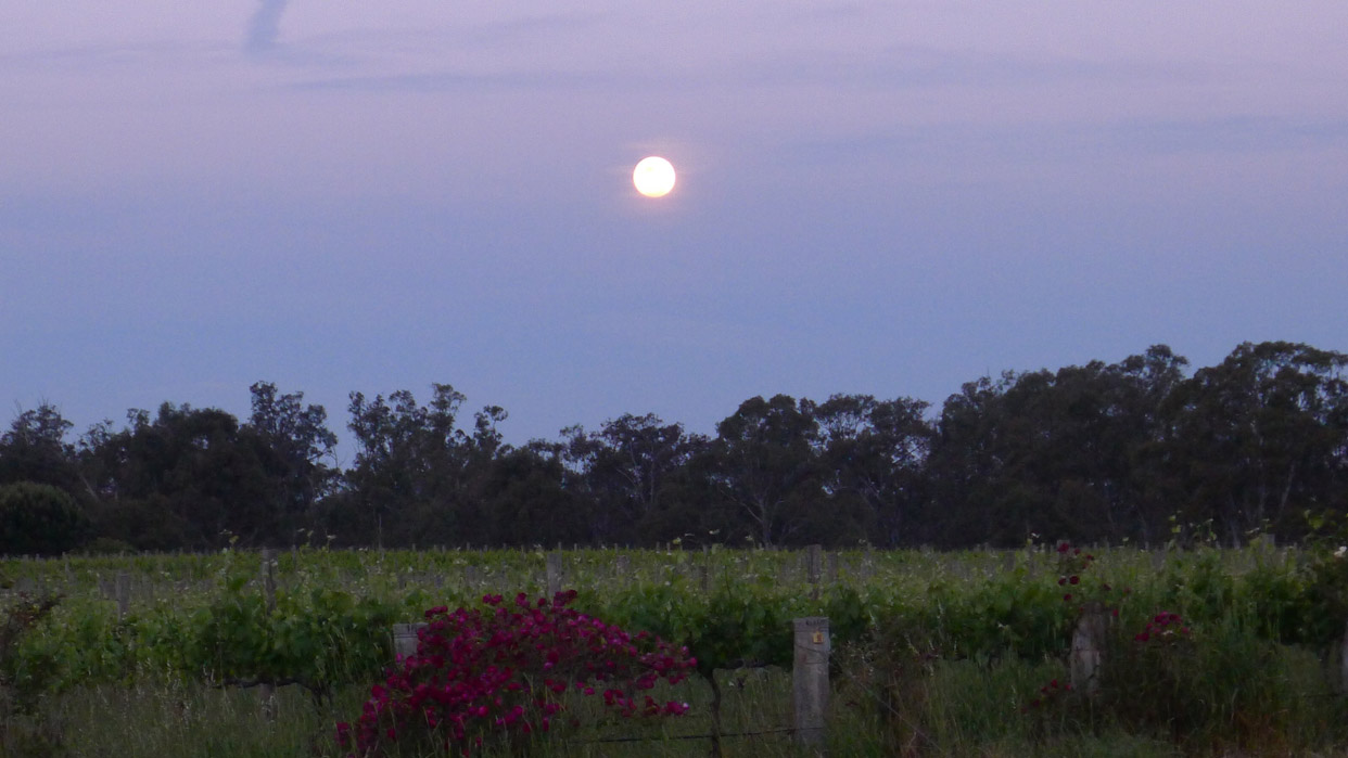 full moon over vines